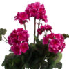 PELARGONIA AMARANTOWA RABATOWA STOJĄCA KWIATY SZTUCZNE 46CM