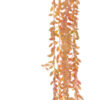 SUKULENT ZWIS STARZEC ROWLEYA 87 CM BROKAT