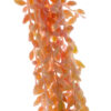 SUKULENT ZWIS STARZEC ROWLEYA 87 CM BROKAT - obrazek 2