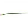 KALIA GUMOWA J. ZIELEŃ FIOLET 74 CM - obrazek 2