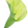 KALIA GUMOWA GREEN ZIELONA 71 CM - obrazek 2