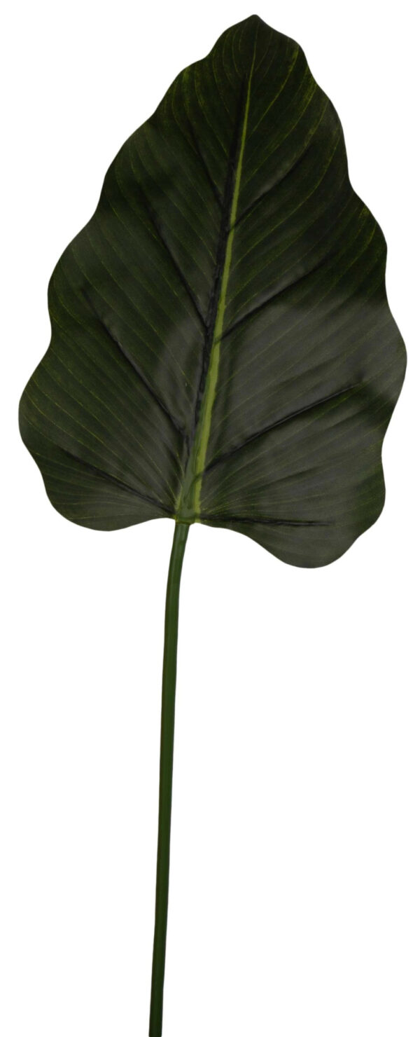 LIŚĆ ALOKAZJA GREEN ZIELONY