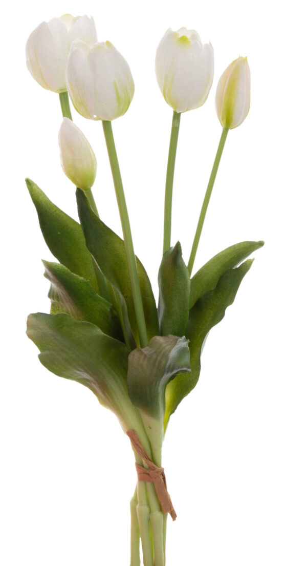 5X TULIPAN BUKIET TULIPANÓW BIAŁY ZIELONY WIOSNA