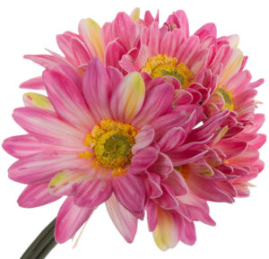 GERBERA BUKIET 7 KWIATÓW PIANKA