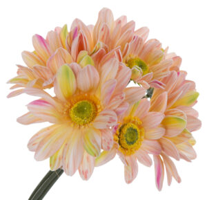 GERBERA BUKIET 7 KWIATÓW PIANKA