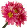 GERBERA BUKIET 7 KWIATÓW PIANKA