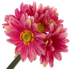 GERBERA BUKIET 7 KWIATÓW PIANKA