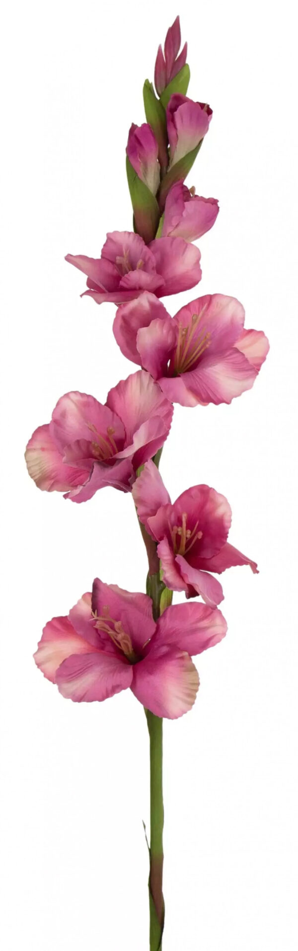 MIECZYK GLADIOLA FLAMINGO 85 CM JAK ŻYWY