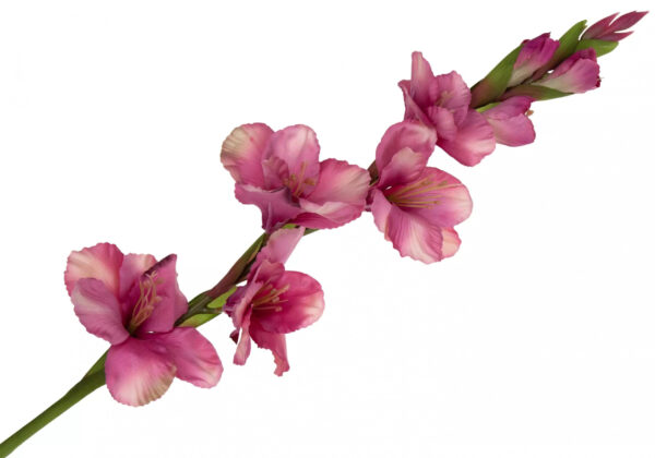 MIECZYK GLADIOLA FLAMINGO 85 CM JAK ŻYWY - obrazek 2