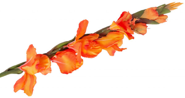 MIECZYK GLADIOLA POMARAŃCZOWY 85 CM JAK ŻYWY - obrazek 3