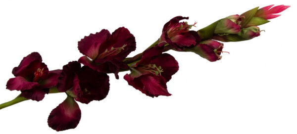 MIECZYK GLADIOLA BURGUND 85 CM JAK ŻYWY - obrazek 2