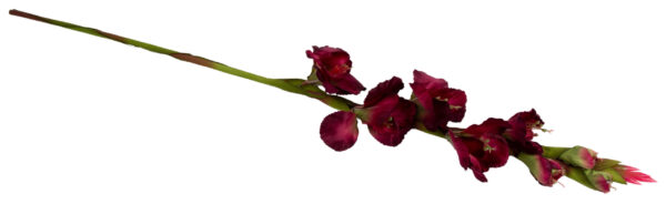 MIECZYK GLADIOLA BURGUND 85 CM JAK ŻYWY - obrazek 3