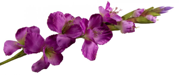 MIECZYK GLADIOLA FIOLET 85 CM JAK ŻYWY - obrazek 2