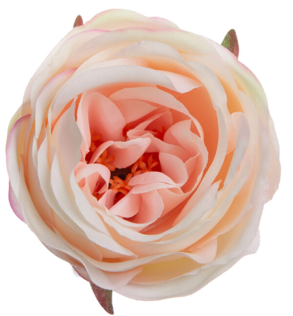 RÓŻA WYROBOWA DELICATE APRICOT GŁÓWKA KWIATOWA 24 SZT. - obrazek 3