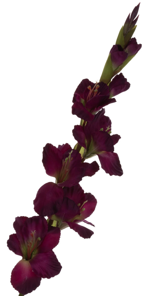 MIECZYK FIOLETOWY ZIELONY GLADIOLA 85 CM PURPLE GREEN - obrazek 2