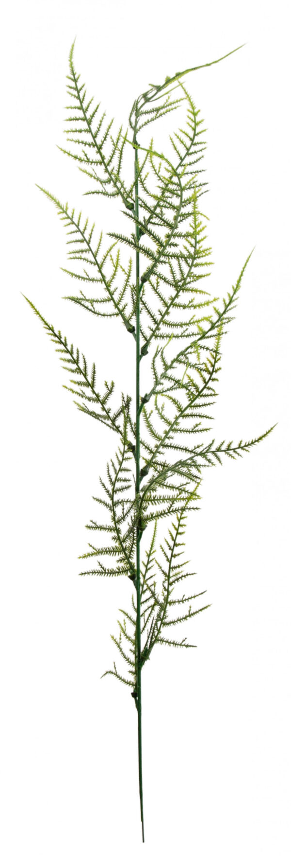PLUMOSUS ASPARAGUS GAŁĄZKA 12X KWIATY SZTUCZNE - obrazek 3