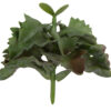 SUKULENT GUMOWY OMSZAŁY TERRARIUM LAS W SŁOIKU 10 CM - obrazek 3