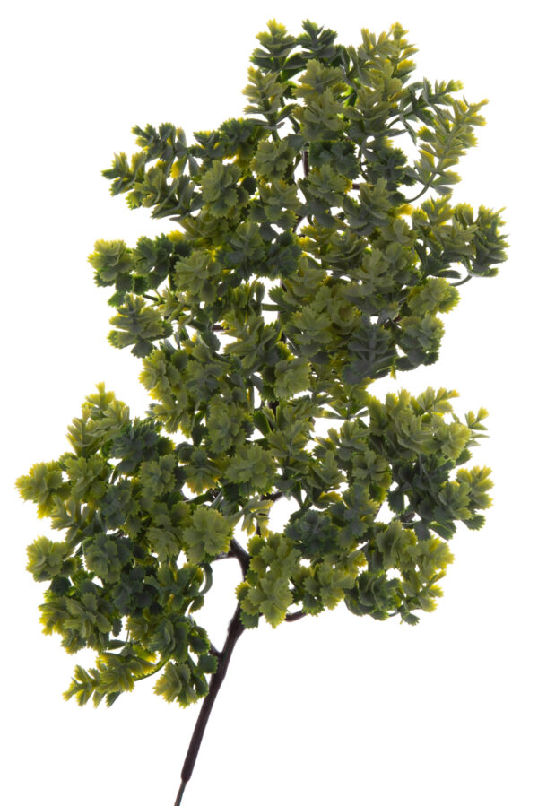 ROZCHODNIK SUKULENT BONSAI ROŚLINA OZDOBNA