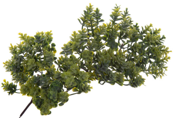ROZCHODNIK SUKULENT BONSAI ROŚLINA OZDOBNA - obrazek 2