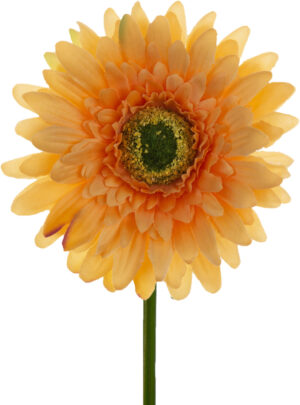 GERBERA HERBACIANA LT TEA GAŁĄZKA 46 CM ŁODYGOWA