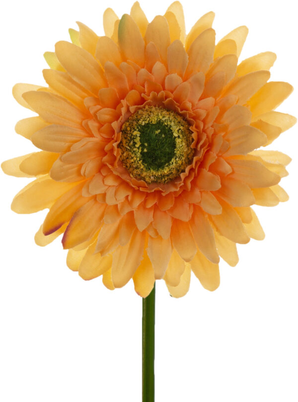 GERBERA HERBACIANA LT TEA GAŁĄZKA 46 CM ŁODYGOWA