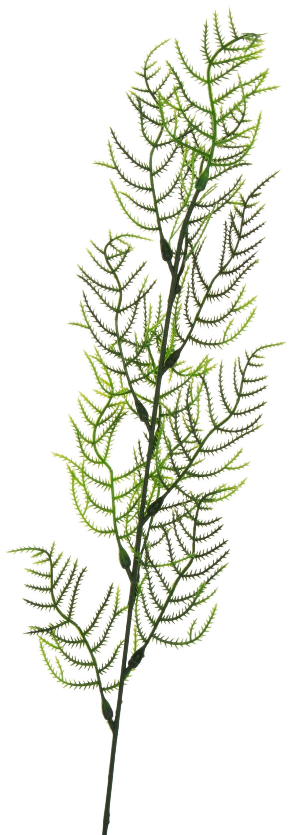 PLUMOSUS ASPARAGUS GAŁĄZKA 12X KWIATY SZTUCZNE - obrazek 2