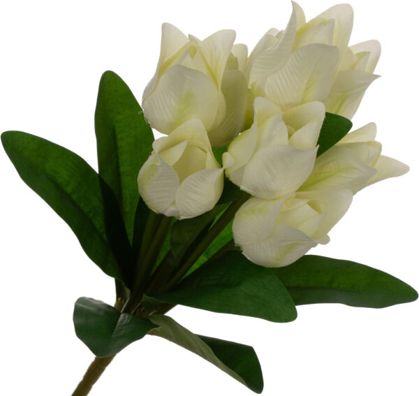 9X TULIPAN JASNY KREM BUKIET TULIPANÓW MATERIAŁ WIOSNA