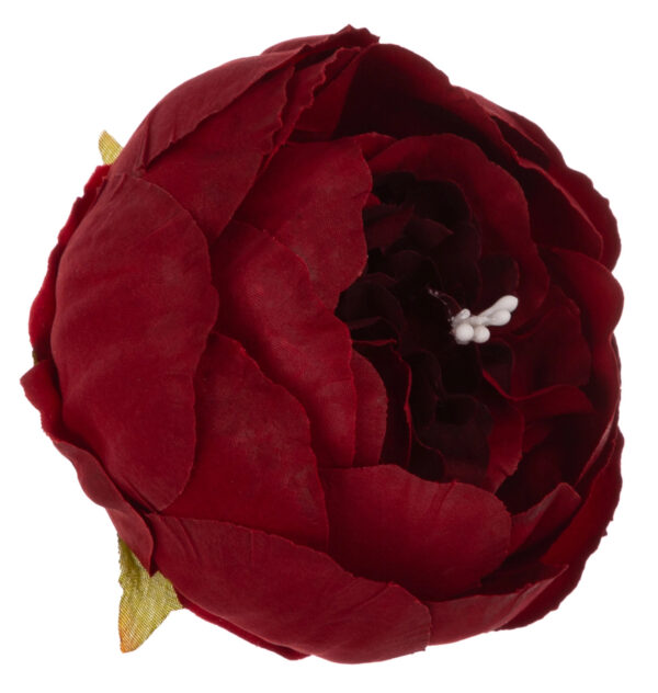 12X PEONIA PIWONIA BORDOWA GŁÓWKA WYROBOWA