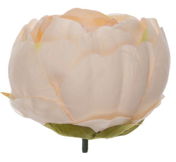 12X PEONIA PIWONIA J. BRZOSKWINIOWA GŁÓWKA WYROBOWA - obrazek 2