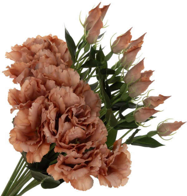 12X EUSTOMA NUDE GAŁĄZKA 48 CM