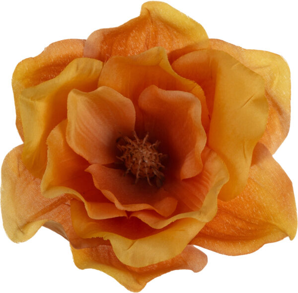 12X MAGNOLIA POMARAŃCZOWA GŁÓWKA WYROBOWA
