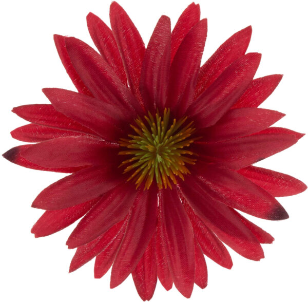 ASTER CZERWONY CHERRY RUDBEKIA JEŻÓWKA GŁÓWKA WYROBOWA