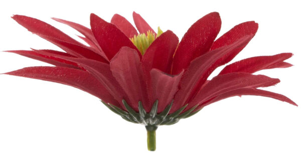 ASTER CZERWONY CHERRY RUDBEKIA JEŻÓWKA GŁÓWKA WYROBOWA - obrazek 2