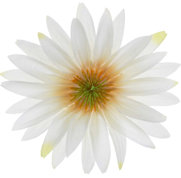ASTER LEMON RUDBEKIA JEŻÓWKA GŁÓWKA WYROBOWA