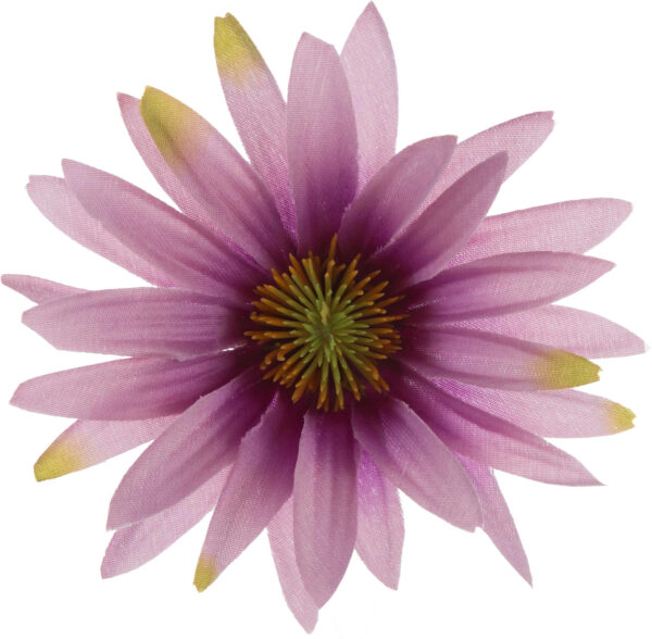 ASTER FIOLETOWY RUDBEKIA JEŻÓWKA GŁÓWKA WYROBOWA
