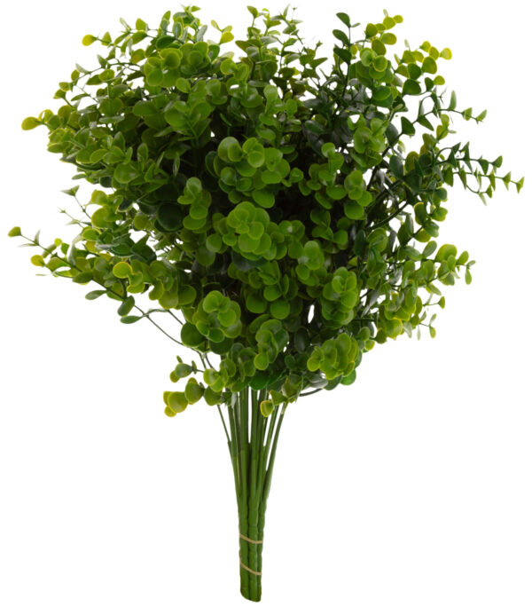 6X EUKALIPTUS BUKSZPAN GRYCZPAN BORÓWKA 34 CM - obrazek 2