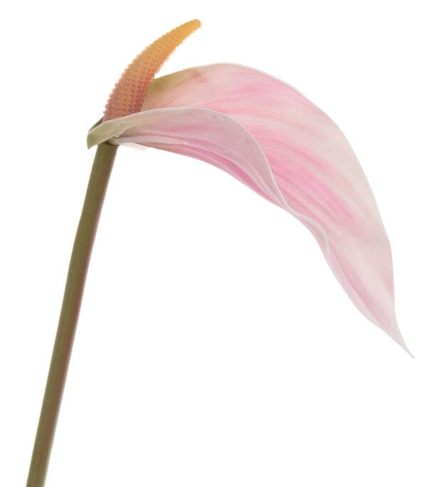 ANTURIUM JASNY RÓŻ KREM LT PINK 70 CM