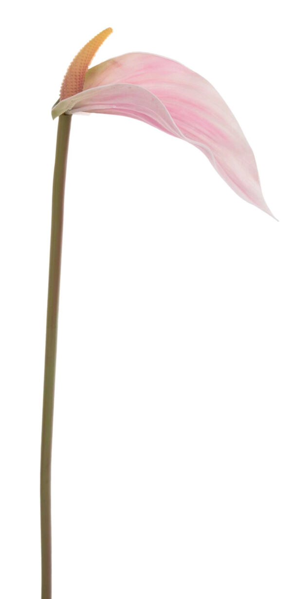 ANTURIUM JASNY RÓŻ KREM LT PINK 70 CM - obrazek 2