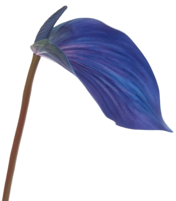 ANTURIUM NIEBIESKIE ULTRA VIOLET 70 CM