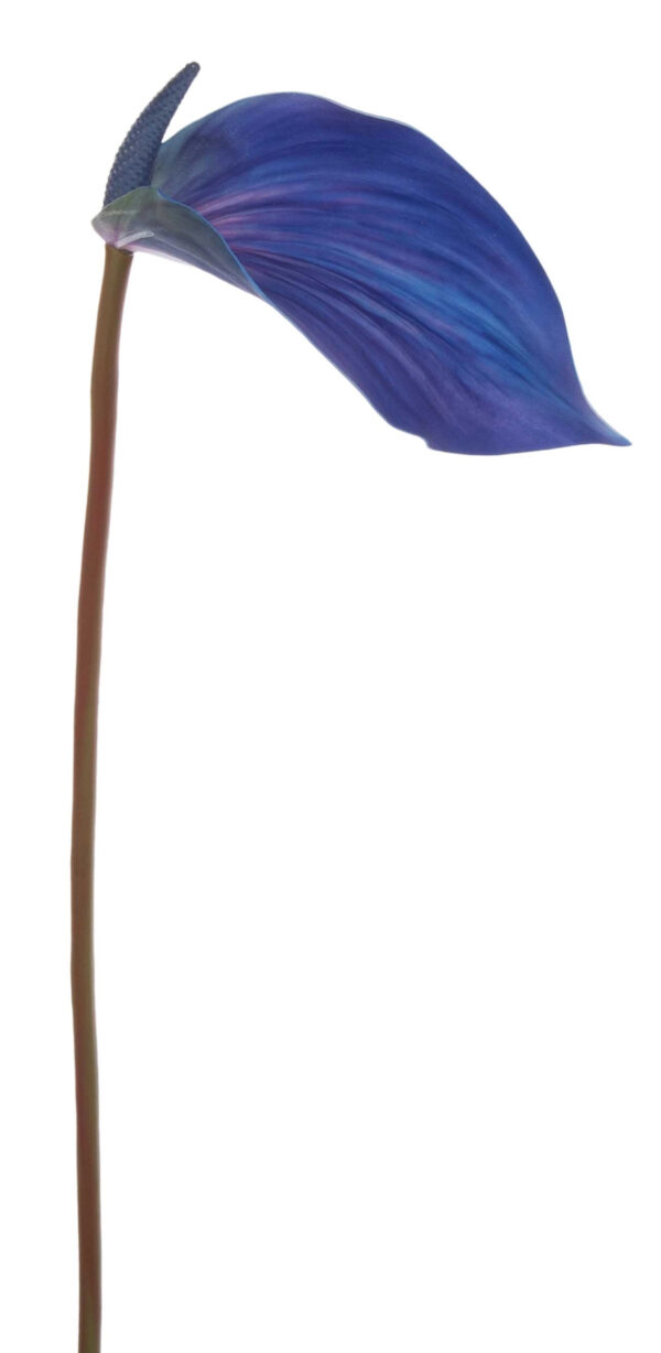 ANTURIUM NIEBIESKIE ULTRA VIOLET 70 CM - obrazek 2
