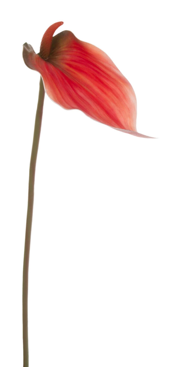 ANTURIUM POMARAŃCZOWE CZERWONE TEA 70 CM - obrazek 2
