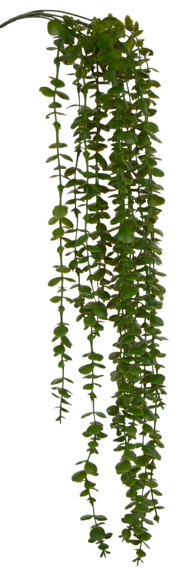 EUKALIPTUS PNĄCZE ZWIS 78 CM