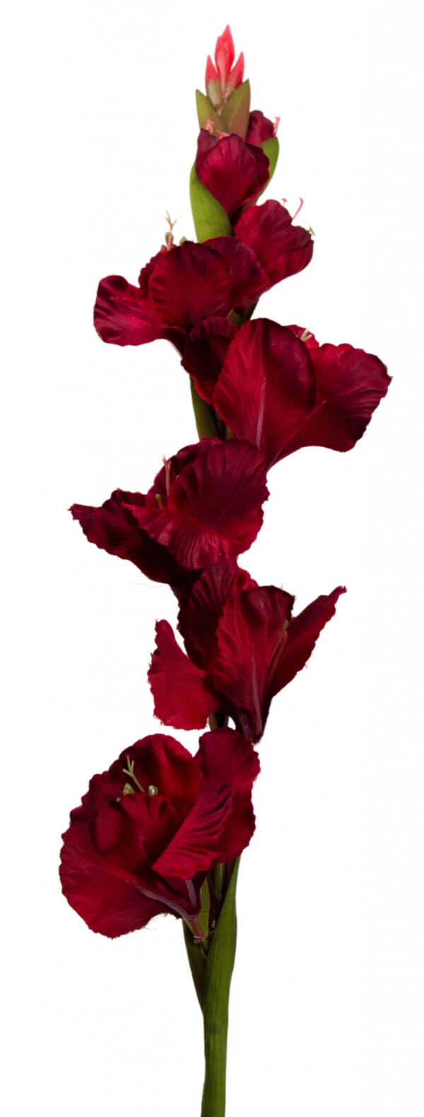 MIECZYK GLADIOLA DR. RED 85 CM JAK ŻYWY