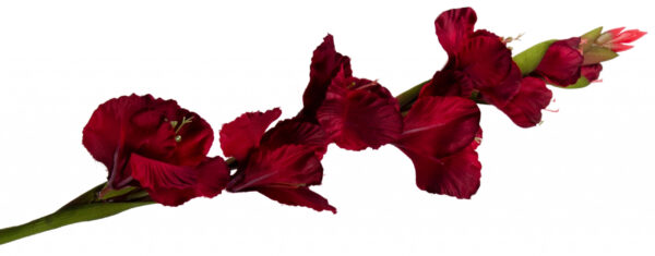 MIECZYK GLADIOLA DR. RED 85 CM JAK ŻYWY - obrazek 2