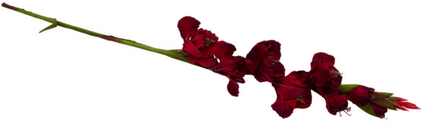 MIECZYK GLADIOLA DR. RED 85 CM JAK ŻYWY - obrazek 3