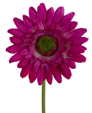GERBERA FUKSJA GAŁĄZKA 46 CM ŁODYGOWA