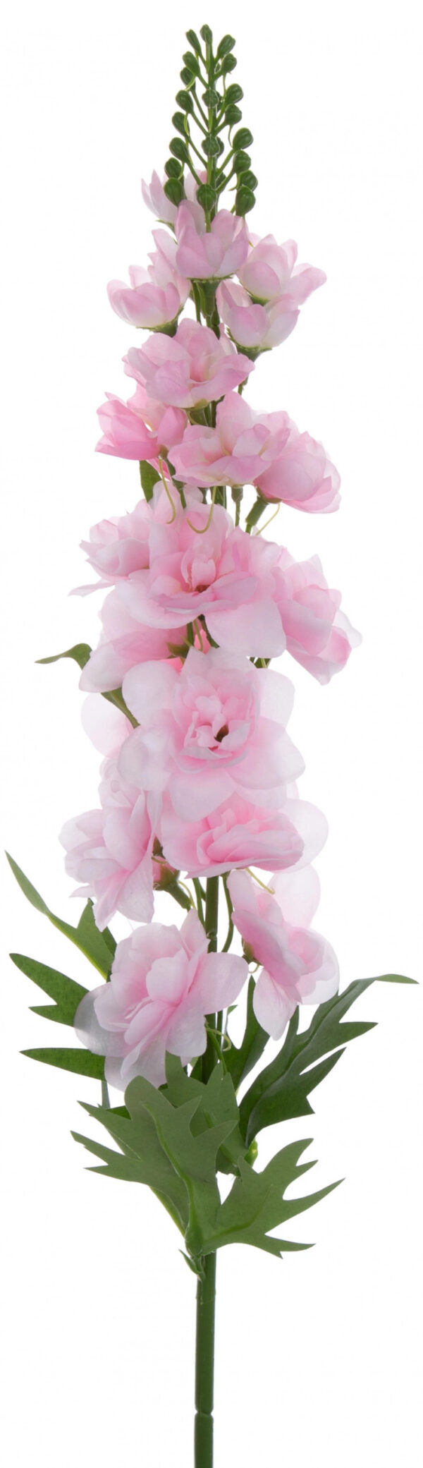 OSTRÓŻKA PEARL PINK LEWKONIA GAŁĄZKA