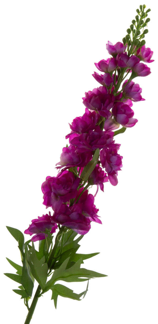 OSTRÓŻKA PURPLE LEWKONIA GAŁĄZKA - obrazek 2