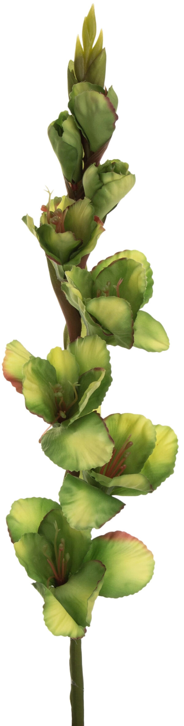 MIECZYK GLADIOLA ZIELONY DEEP GREEN 85 CM JAK ŻYWY