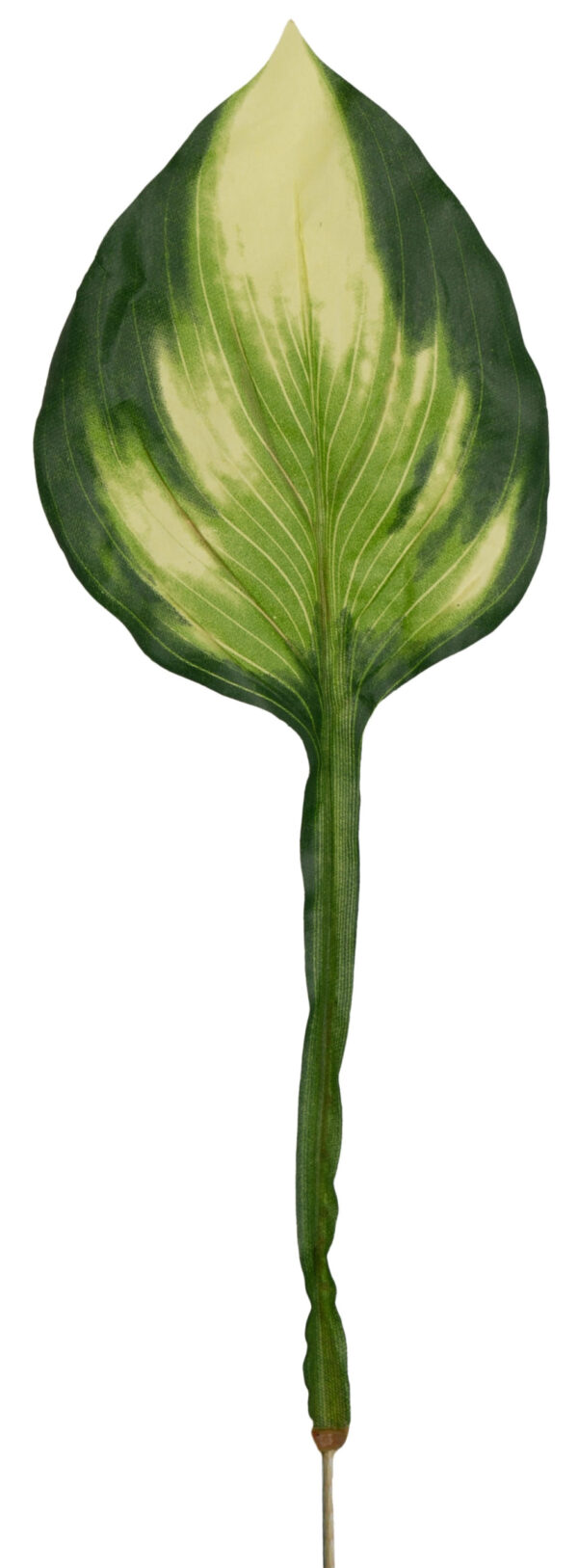 LIŚĆ FUNKIA GAŁĄZKA DO KOMPOZYCJI 50 CM - obrazek 2